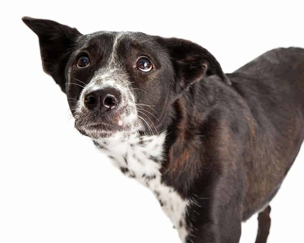 Pet Firework Anxiety
