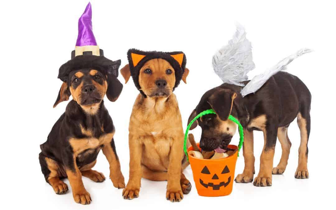 Pet Safety Tips for Halloween