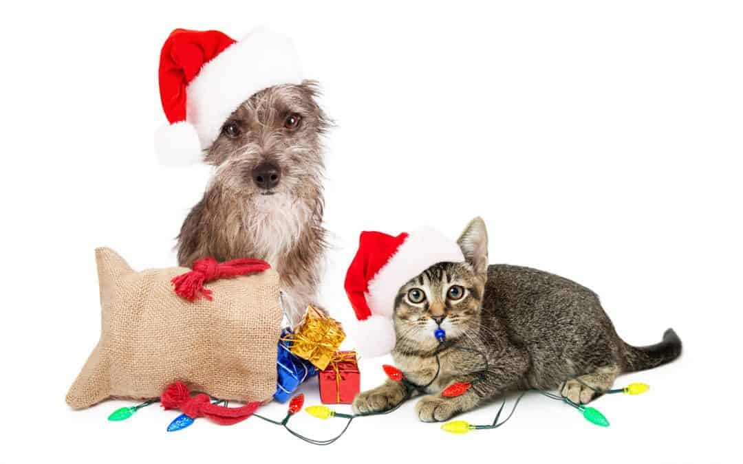 Holiday Gift Ideas for North Texas Pet Parents