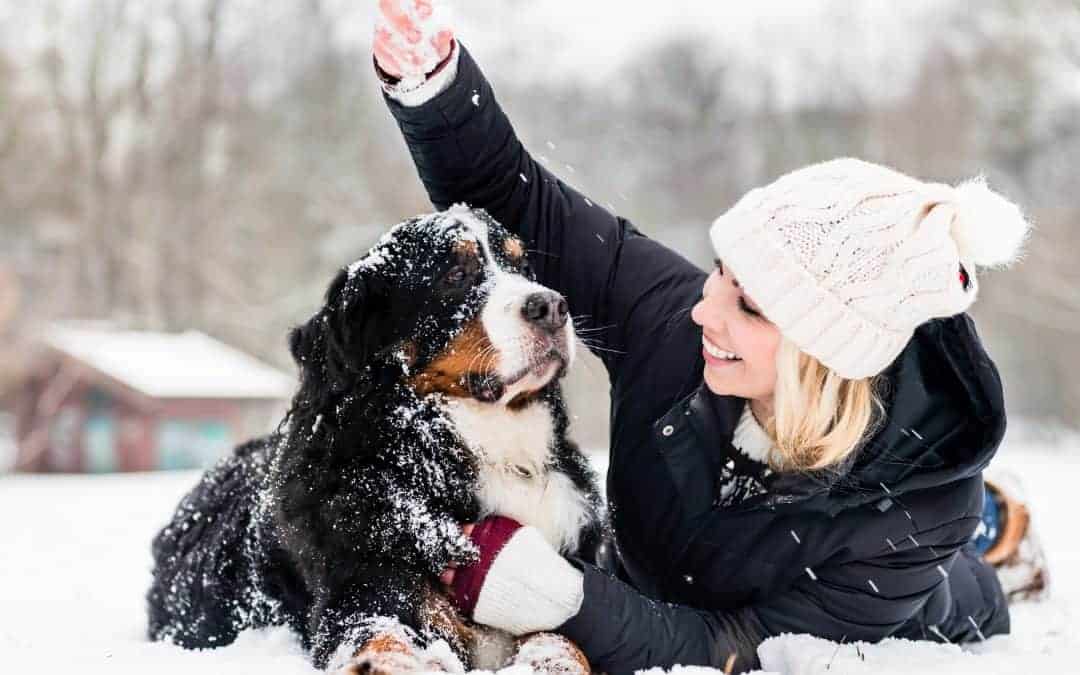 Winter Safety Tips For Frisco Pets