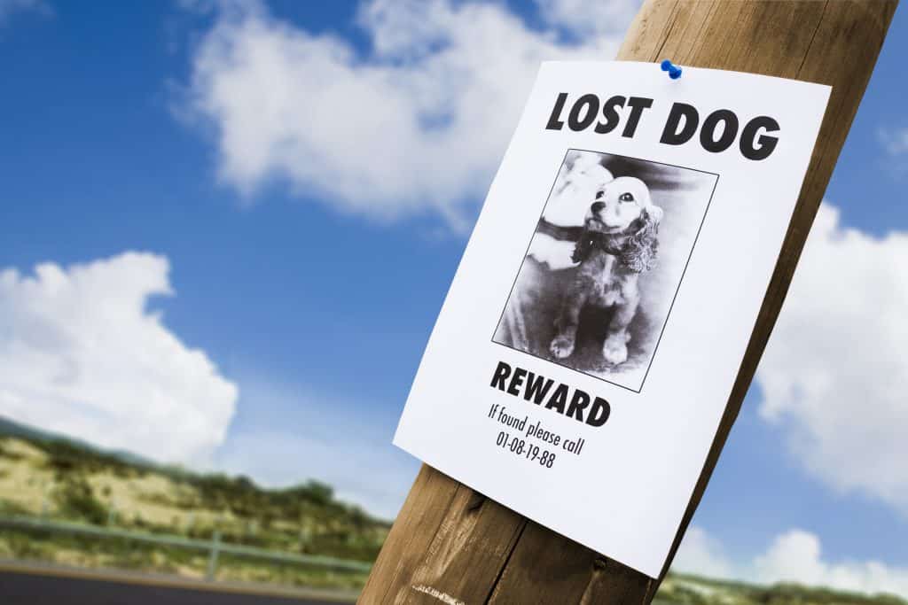 Posting flyers when a pet is missing can be helpful in spreading awareness to find them