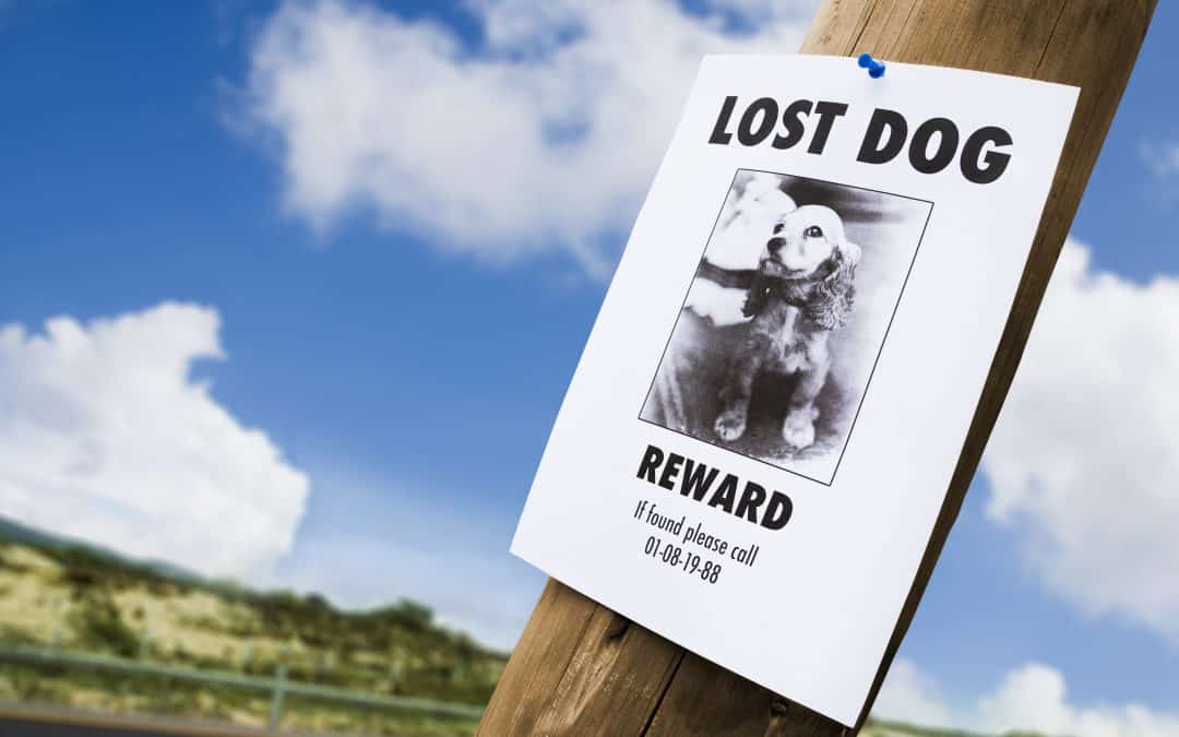 Posting Flyers when your pet is lost