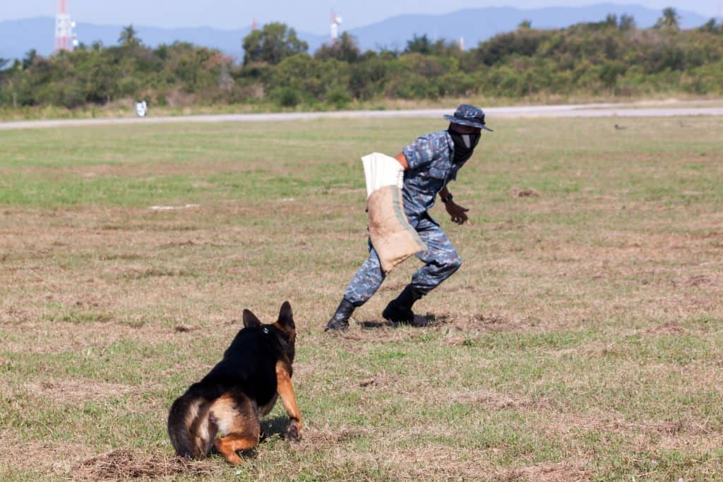 Soldiers from the K-9 dog unit works with his partner during a demonstration training