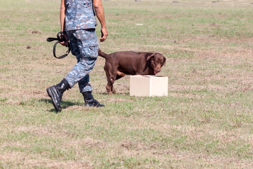 Soldiers from the K-9 dog unit works with his partner during a demonstration training.