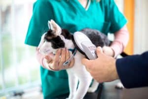 cat getting scanned for a microchip