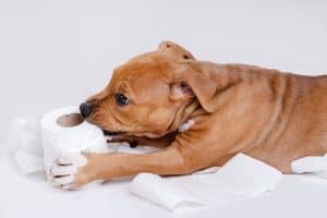 Puppy Chewing on Toilet Paper Roll