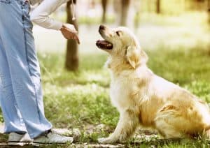 Golden Retriever Sitting