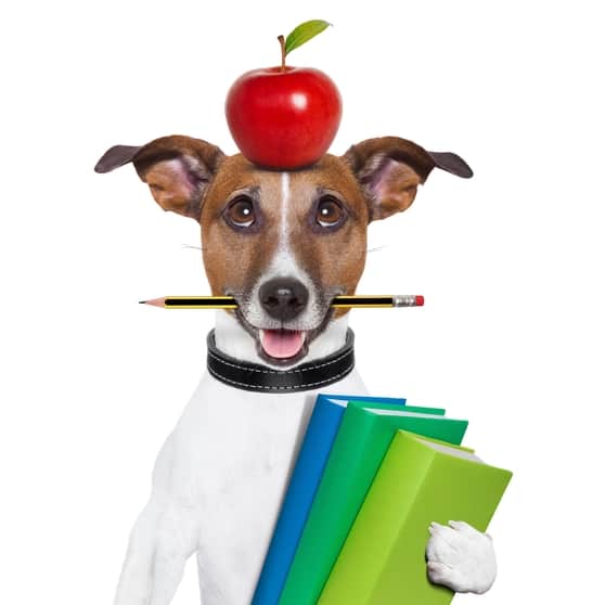 Dog with books and apple on its head