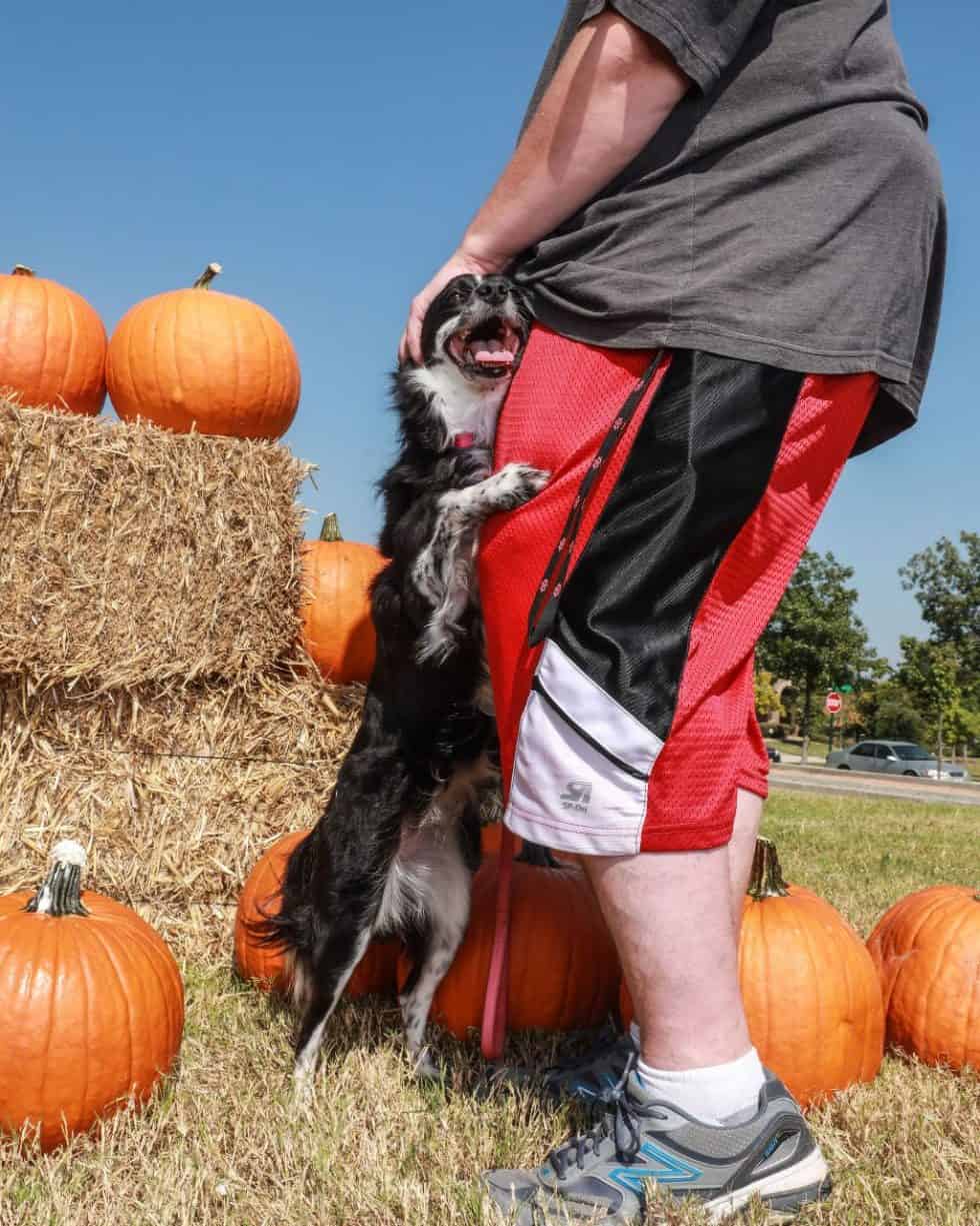 How Much Does a Pet Sitter in Savannah Texas Cost? Fur Services Fur Pets