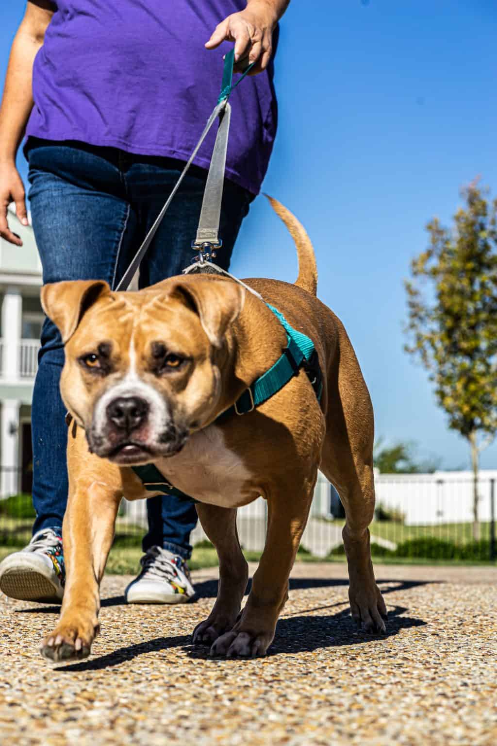 A Fur Services Fur Pets Pet Companion walking a leashed dog on a sunny day