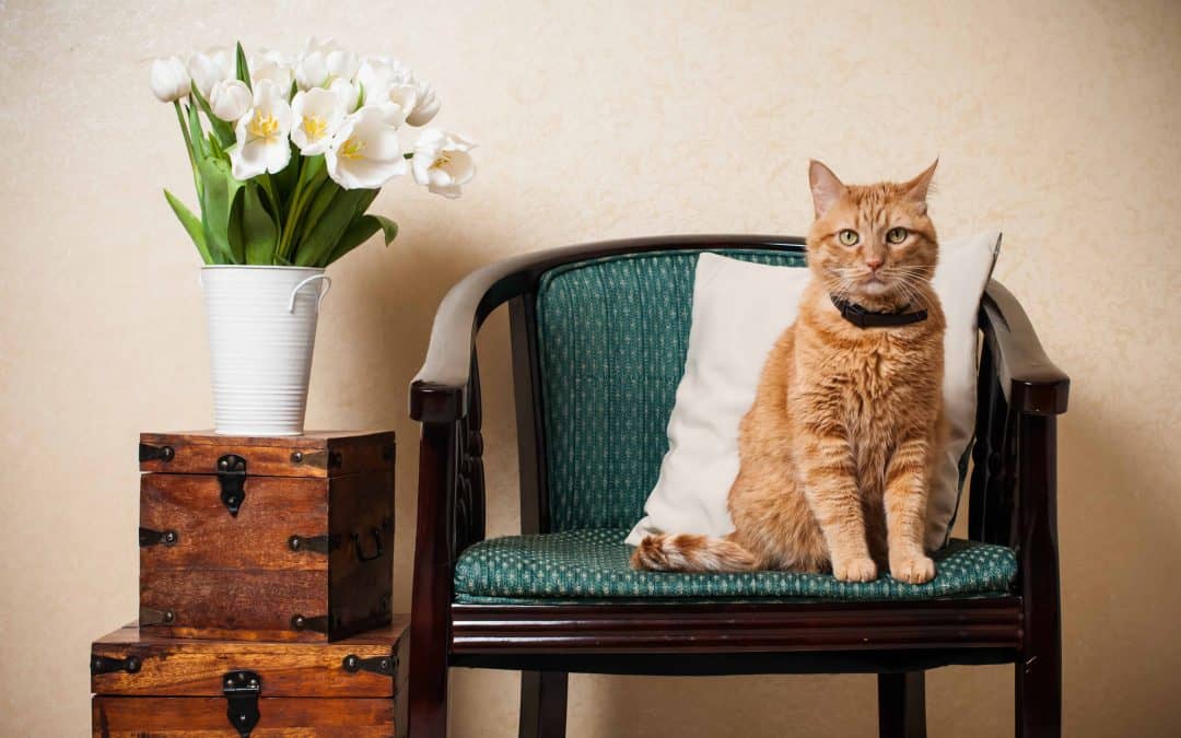 Savannah Texas Cat Sitting: A Guide to Hiring a Cat Sitter in Savannah Texas