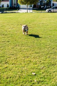 Dog playing in Wright Dog Park, Savannah Texas