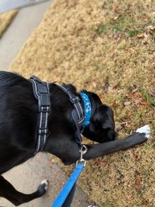 Dog sniffing during dog walk in Frisco Texas with dog walkers