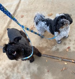 Dog being walked in Savannah Texas by Dog Walkers