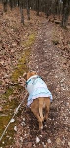 Fur Services Fur Pets goes hiking