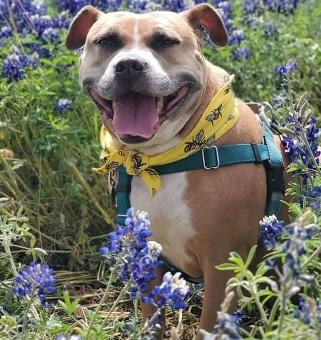 Fur Services Fur Pets Mascot Abbie in Bluebonnets