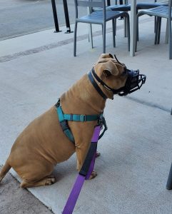 American Staffordshire Terrier with Muzzle