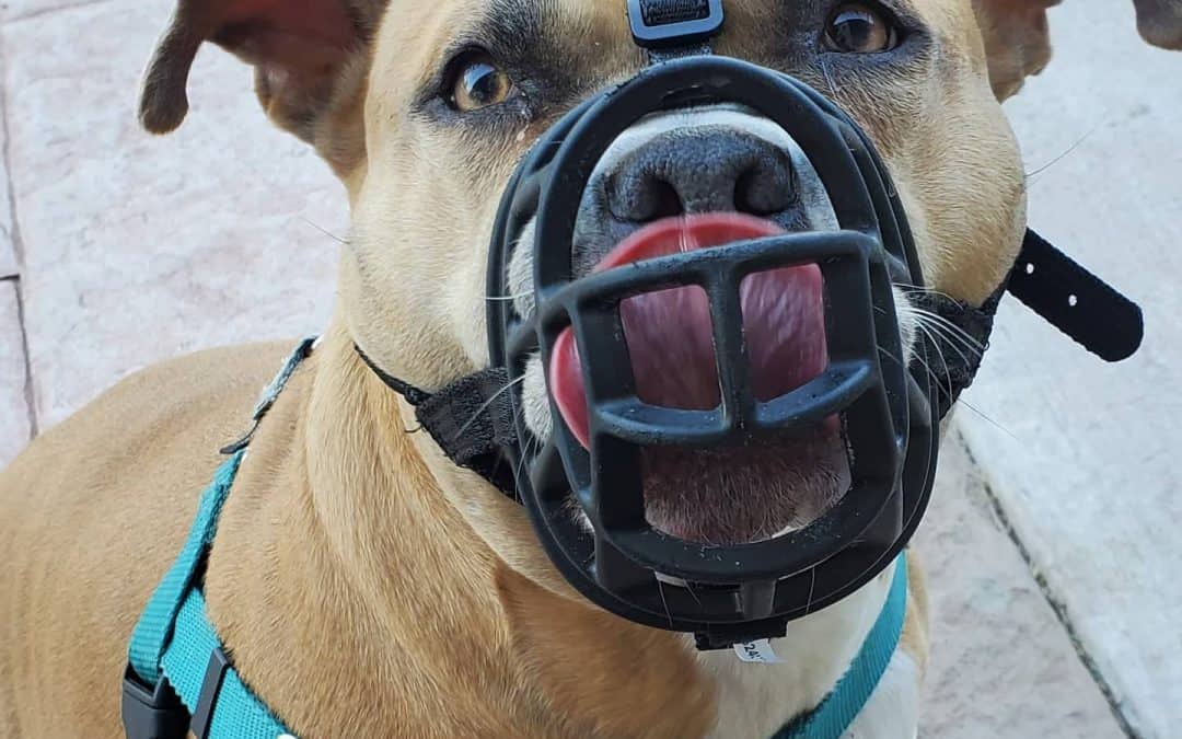 Why Does that Dog Wear a Muzzle?