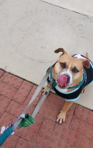 Fur Services Fur Pets Mascot Abbie in Union Park