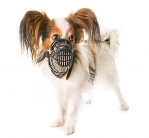 Papillion with Muzzle