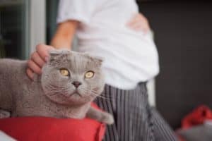 Pregnant woman with cat