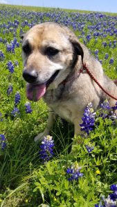 German Shepherd in Bluebonnets