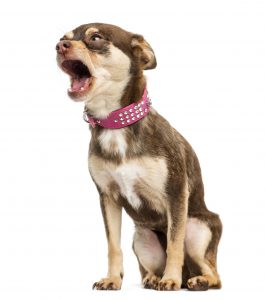 Chihuahua showing signs of anxiety