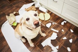 Dog has caused destruction due to anxiety