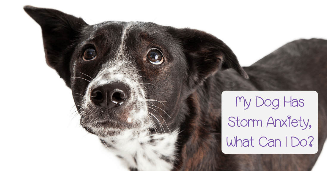 My Dog is Afraid of Storms, What Can I do? Fur Services Fur Pets