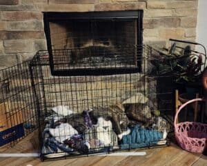 Penelope working to Overcome her Separation Anxiety by sleeping in her crate.