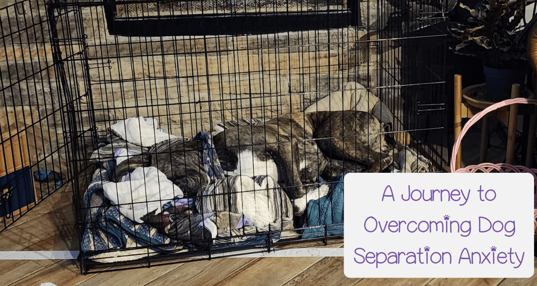 A Journey to Overcoming Dog Separation Anxiety: My Personal Story, the Beginning