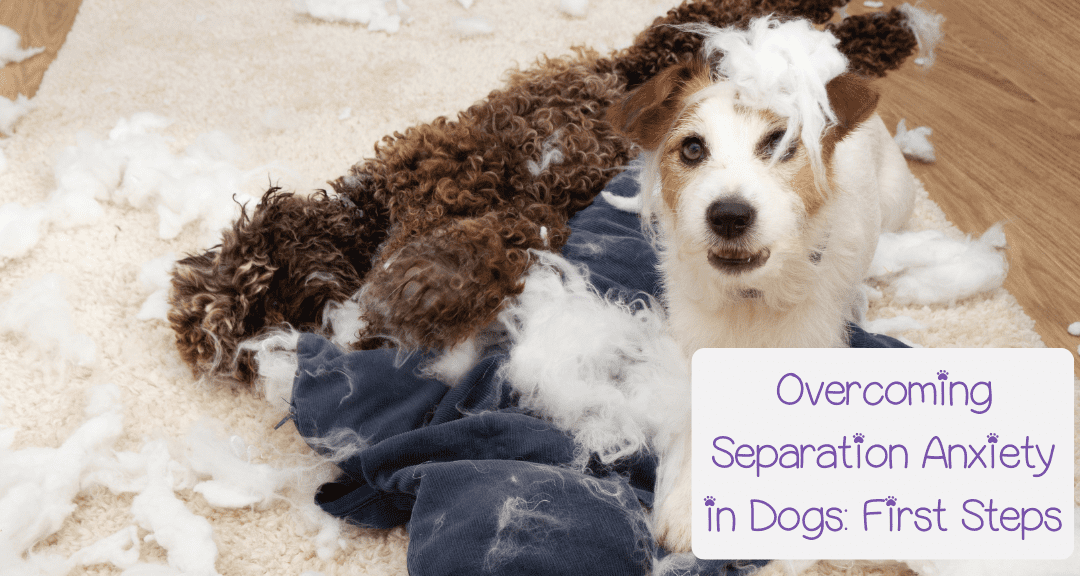 Overcoming Separation in Dogs: First Steps