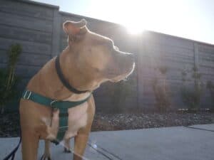 Fur Services Fur Pets Mascot Abbie wearing a ThunderEase Pheramone Collar to help with her canine anxiety