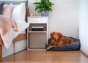 Provide a Quiet Space for your pets; golden dog laying on bed in bedroom