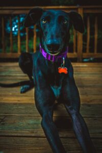 Black Saluki dog - Update your pet's id