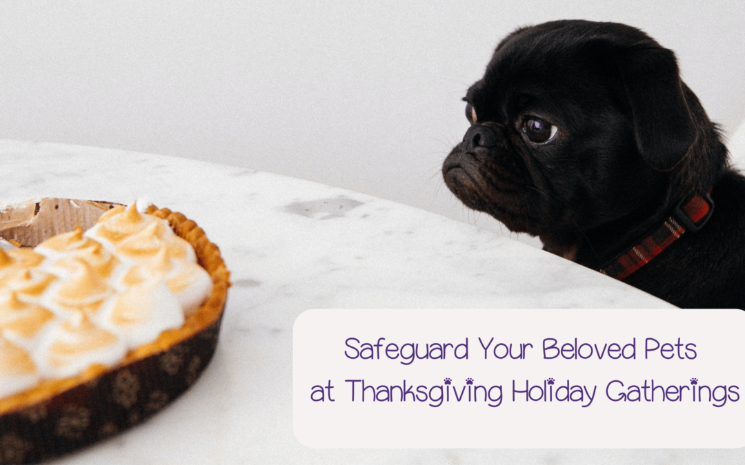 Black Pug looks at Pie at Thanksgiving; Safeguard your Beloved Pes this Thanksgiving