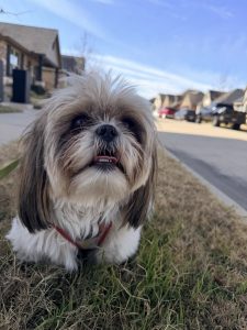 Happy Shih-Tzu dog enjoying a walk with professional dog walkers in Frisco, TX.