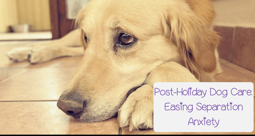Post-Holiday Dog Care: Easing Separation Anxiety in Dogs