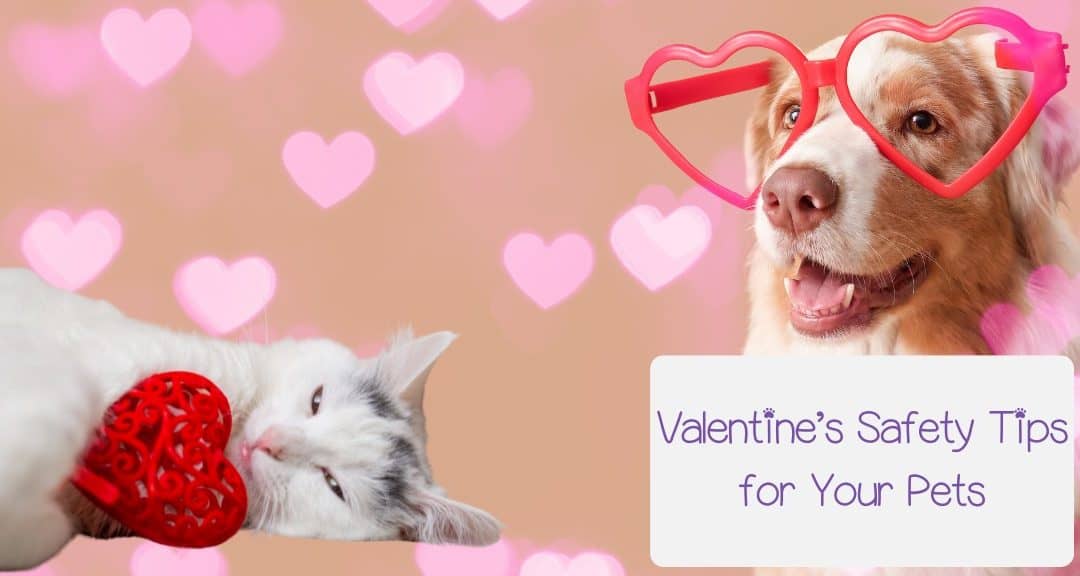 Valentines Safety Tips for Prosper Pet Parents