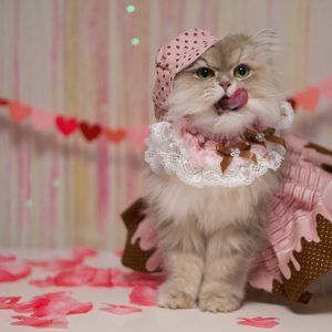 Valentine Pet Safety Tips for Your Prosper Cat - Cat dressed in Valentine's dress up