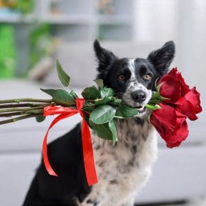 Valentine Pet Safety Tips for Your Prosper Dog - Australian Shepherd holding roses in its mouth
