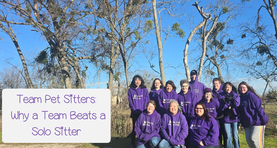 Team vs. Solo Pet Sitter: Why a Team Approach Changes Everything