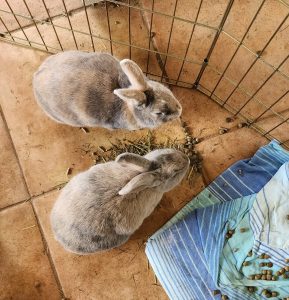 Fur Services Fur Pets pet sitting Rabbits in Prosper Texas