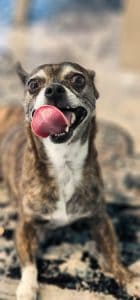 Dog in Prosper Texas being pet sat by Fur Services Fur Pets