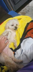 Dog being pet sat by Fur Services Fur Pets in Frisco