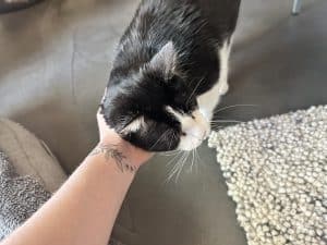 Fur Services Fur Pets pet sitting a Tuxedo cat in Denton Texas