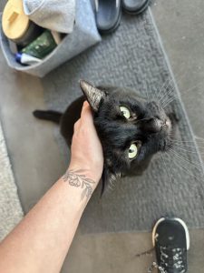 Fur Services Fur Pets petting a black cat in Denton Texas