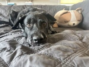 Fur Services Fur Pets pet sitting a black dog in Denton Texas