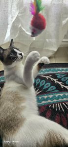 Cat being played with by Fur Services pet sitters