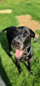 Great Dane being pet sat by Fur Services Fur Pets in Celina Texas